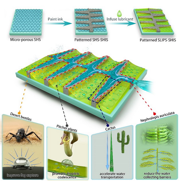 四重仿生策略构建自发高效水汽收集表面