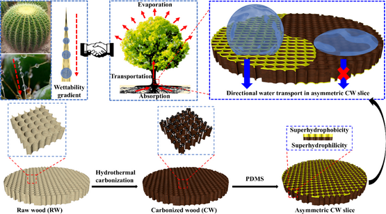 仿生非对称润湿结构木材的构建及其液体定向运输性能研究