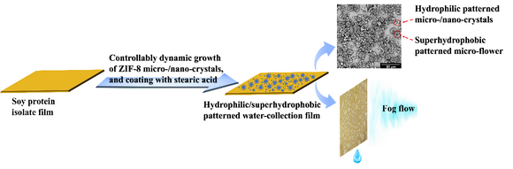 大豆蛋白膜表面的可控亲水/超疏水图案化构建与集水应用研究