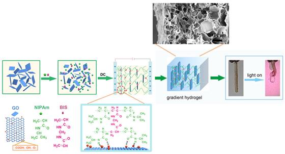 仿生梯度取向结构纳米复合光驱动水凝胶